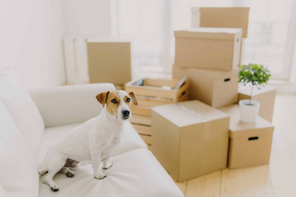 Comment améliorer le confort de sommeil en camping durant des nuits très humides?