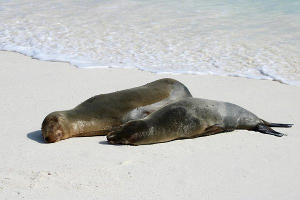 Comment planifier une croisière qui visite les biotopes uniques des îles Galápagos avec des naturalistes?